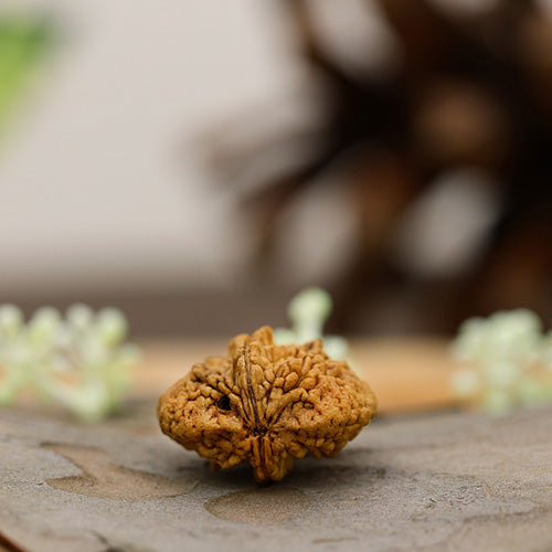 Unlocking the Power: 7 Incredible Benefits of Wearing a 2 Mukhi Rudraksha