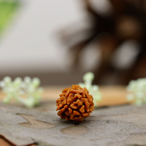 The Power of 3 Mukhi Rudraksha: Unlocking Its Incredible Benefits