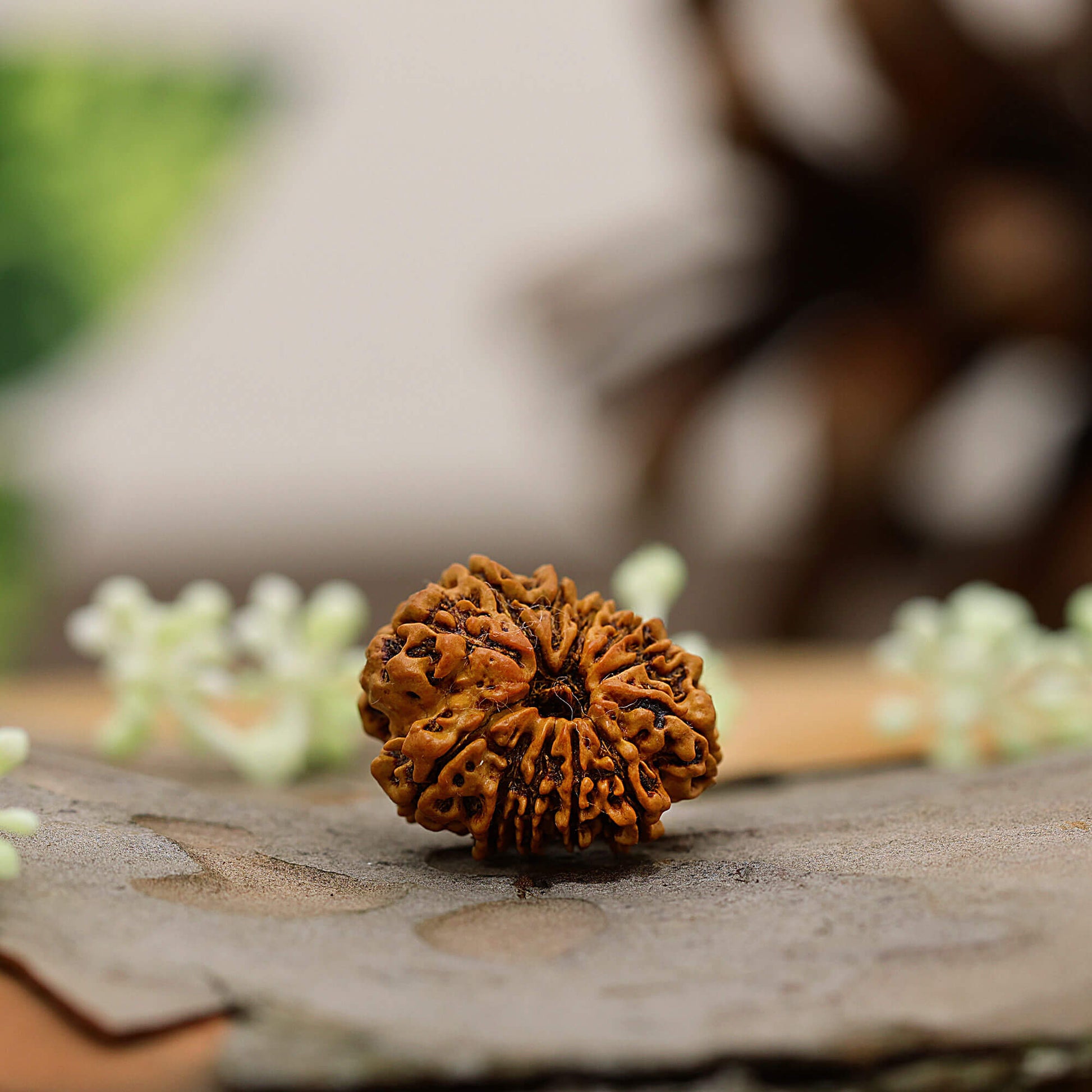 11 Mukhi rudrasha