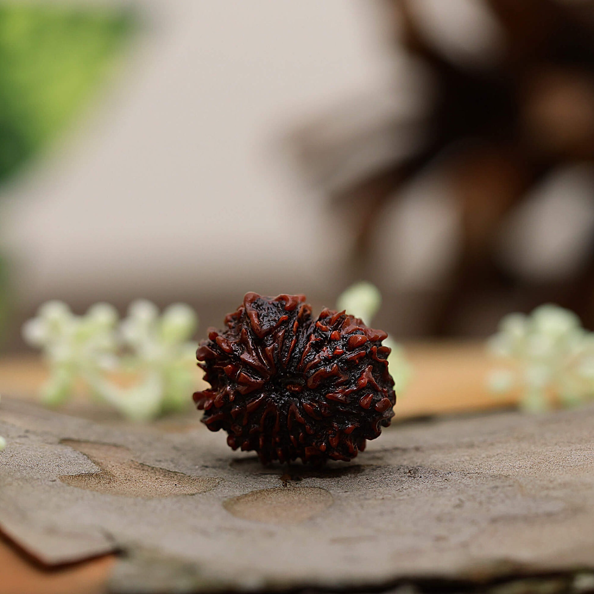 13 Mukhi Rudraksha