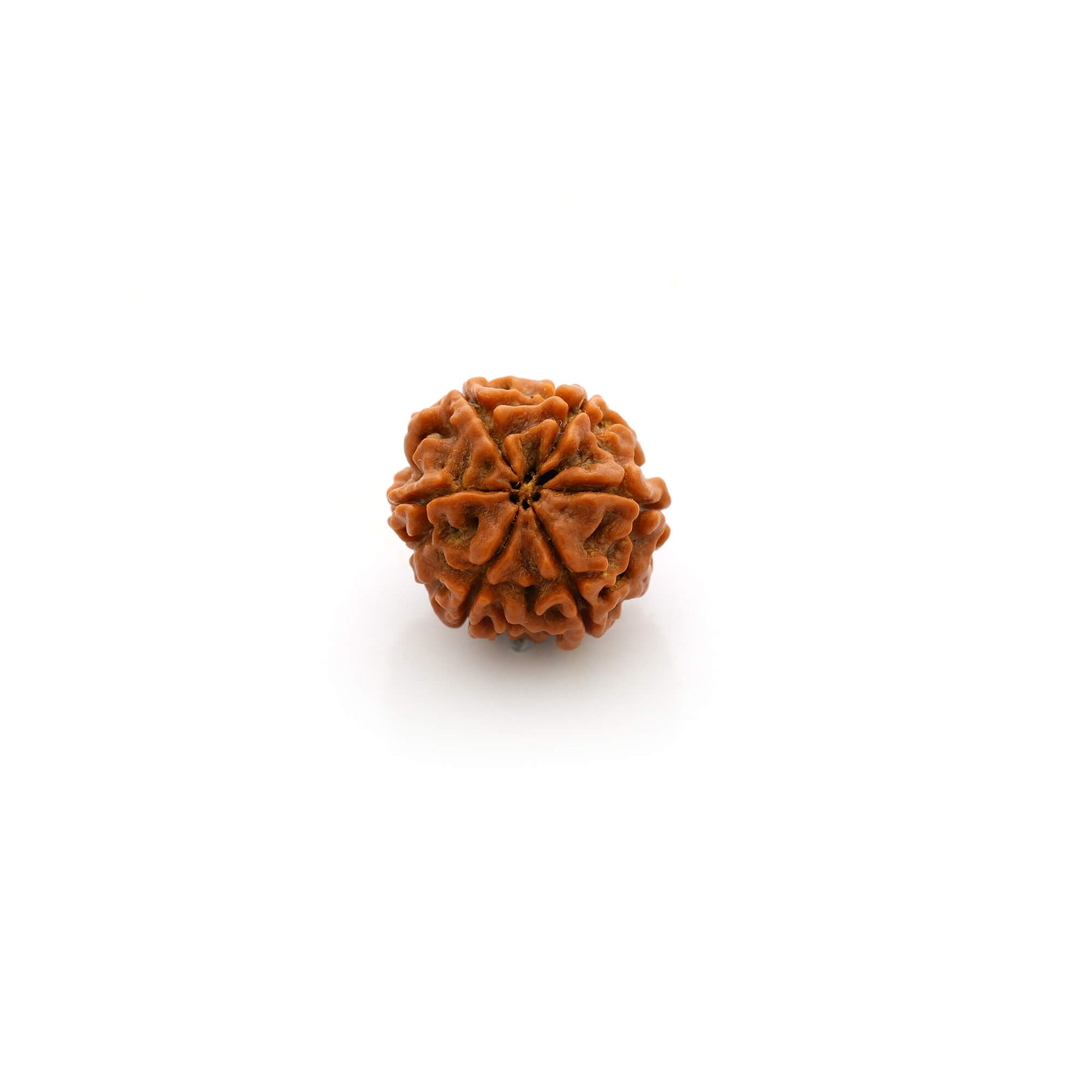 6 faces rudraksha