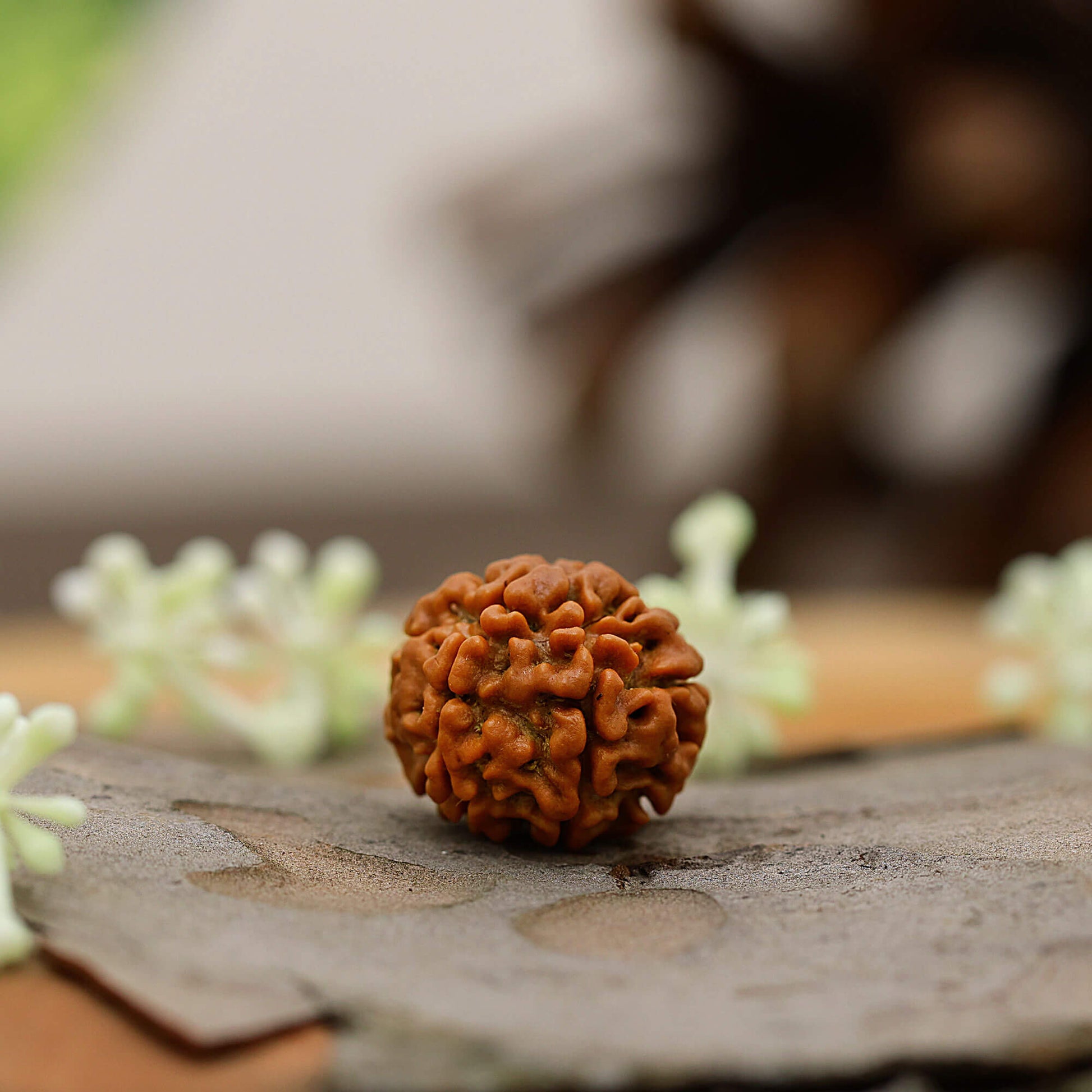 Natural 6 Mukhi rudraksha