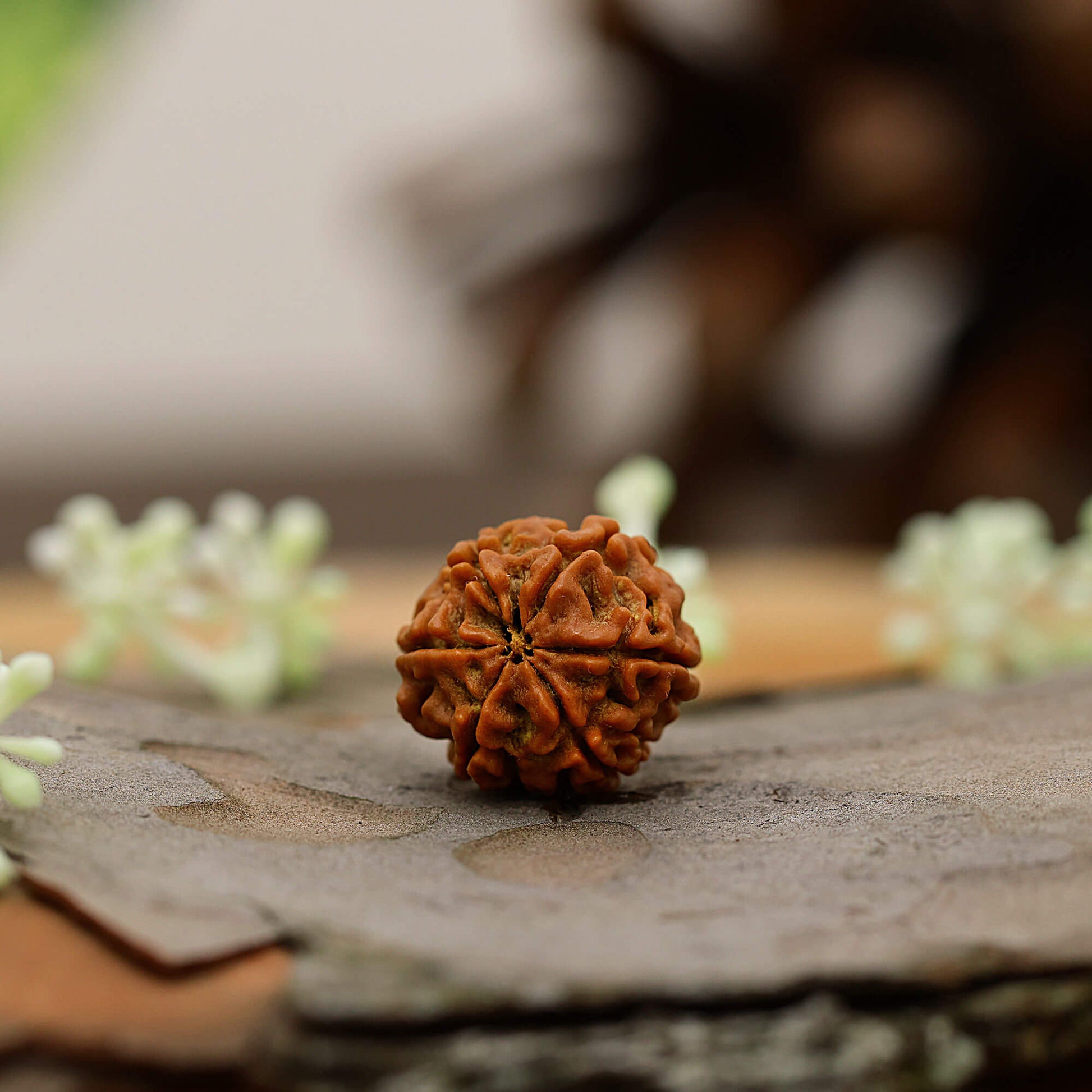 6 Mukhi rudraksha