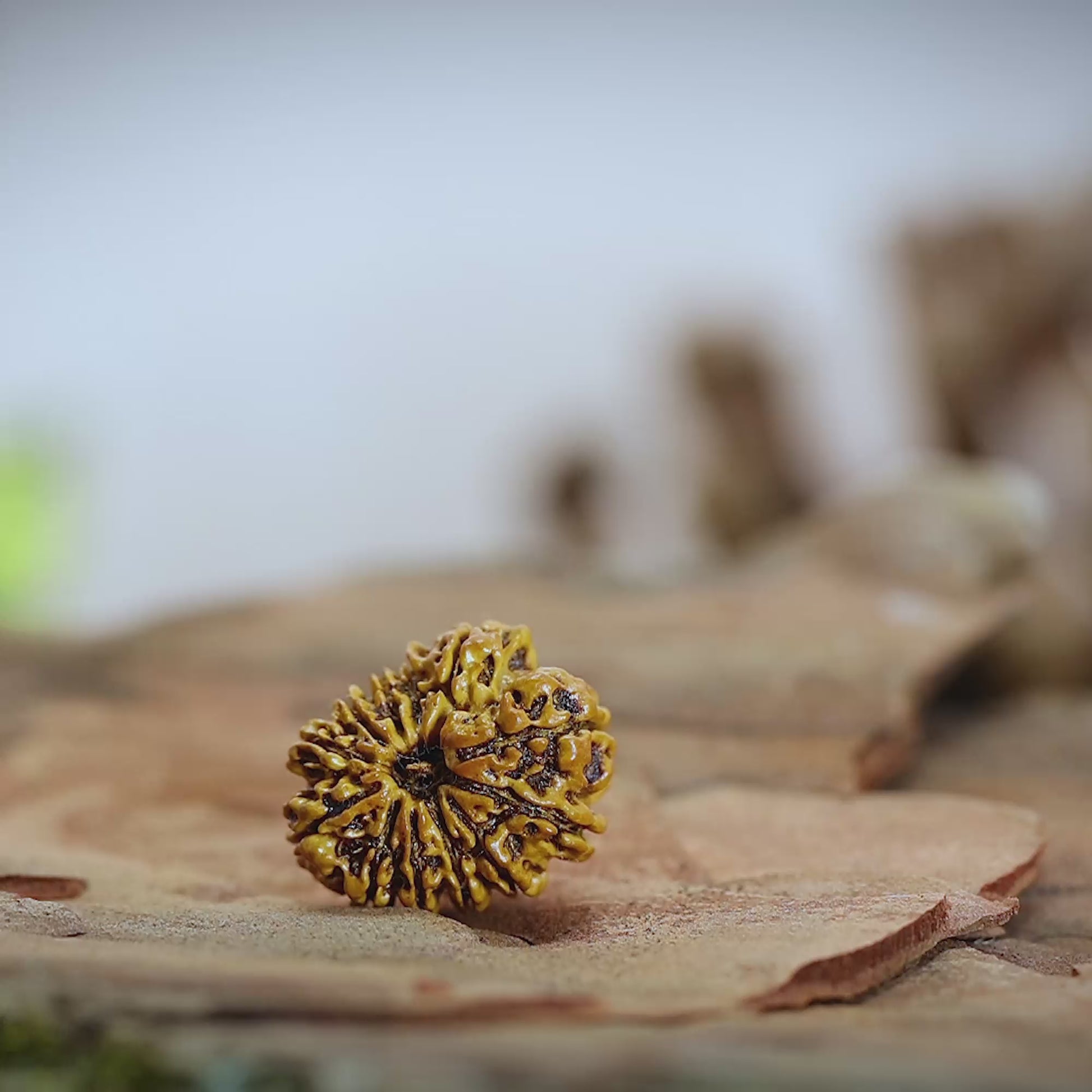 11 Mukhi rudrasha video