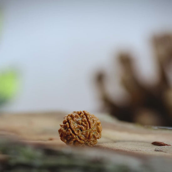 6 Mukhi rudraksha video